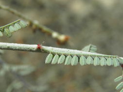 Image of Marina maritima (Brandegee) Barneby