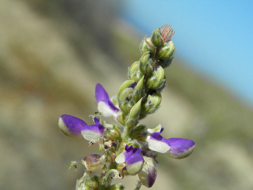 Image of Marina maritima (Brandegee) Barneby