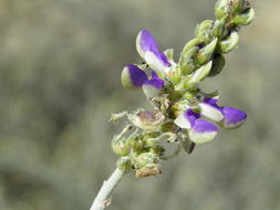 Image of Marina maritima (Brandegee) Barneby