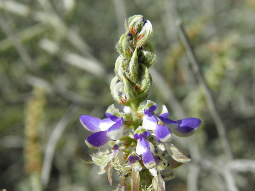 Image of Marina maritima (Brandegee) Barneby