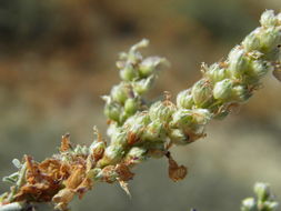 Image of Marina maritima (Brandegee) Barneby