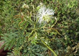 Image of Desmanthus fruticosus Rose