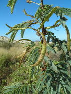 Image of Desmanthus fruticosus Rose