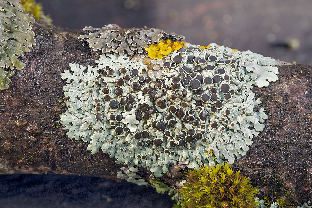 Image of rosette lichen