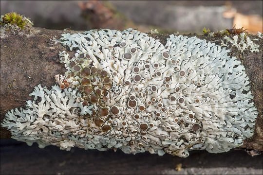 Image of rosette lichen