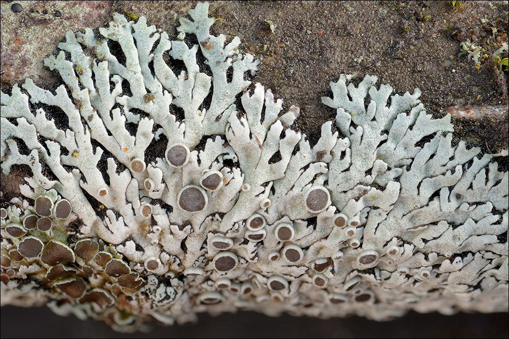 Image of rosette lichen