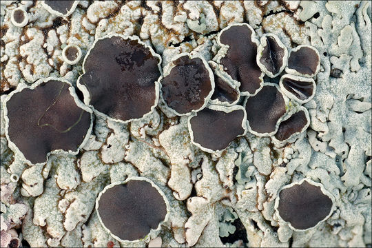 Image of rosette lichen