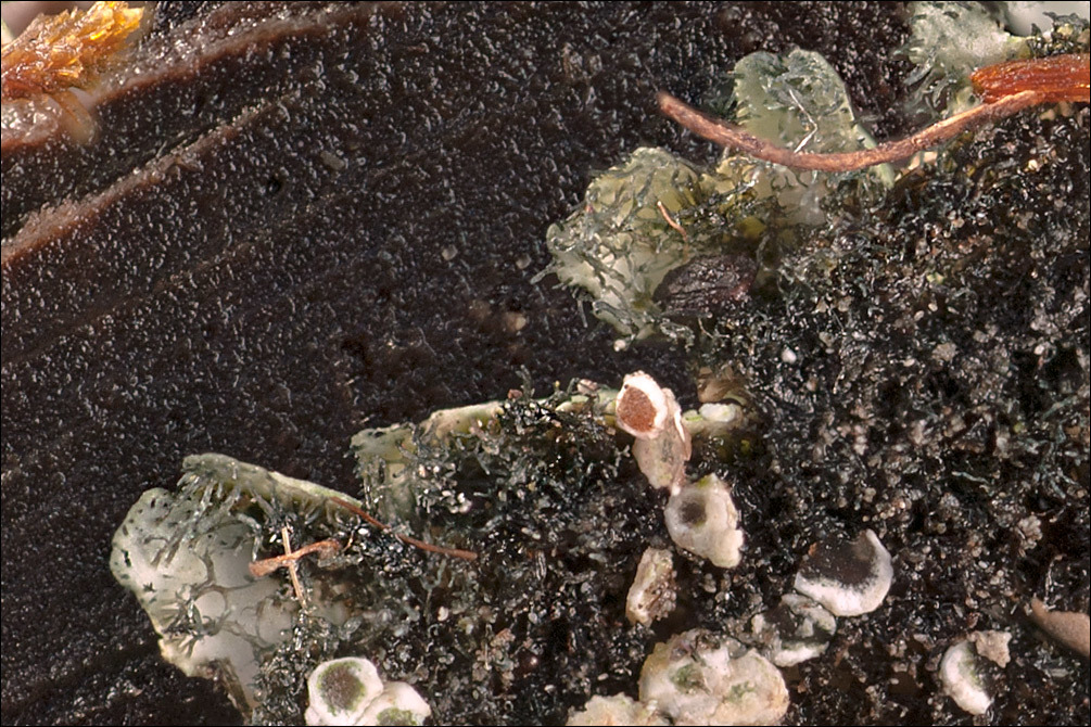 Image of rosette lichen