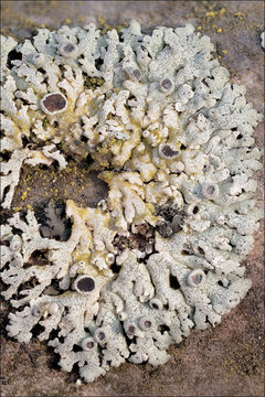 Image of rosette lichen