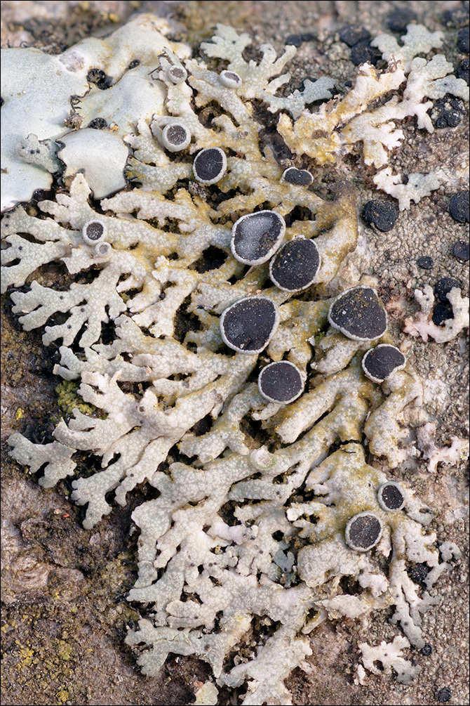 Image of rosette lichen