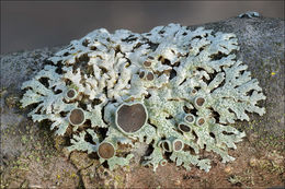 Image of rosette lichen