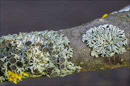 Image of rosette lichen