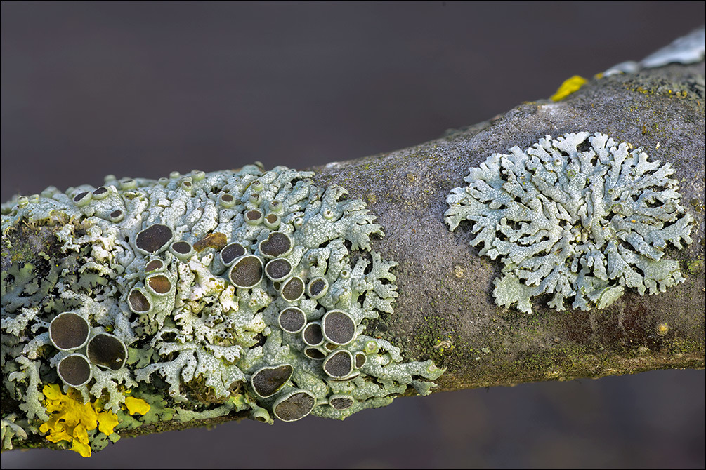 Image of rosette lichen