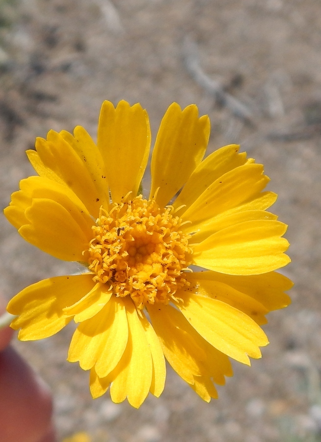 Image of desert marigold