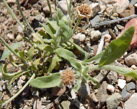 Image of desert marigold