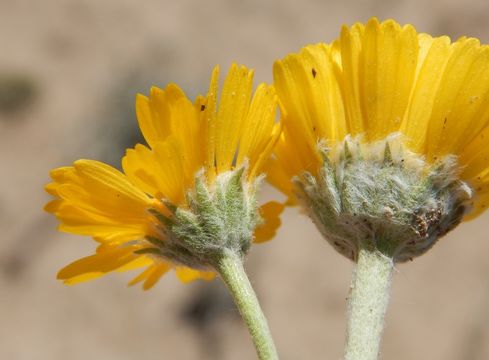 Image of desert marigold