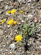 Image of desert marigold