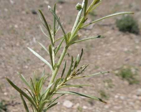 Слика од Oligomeris linifolia (Vahl ex Hornem.) Macbr.