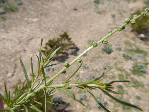 Image of lineleaf whitepuff