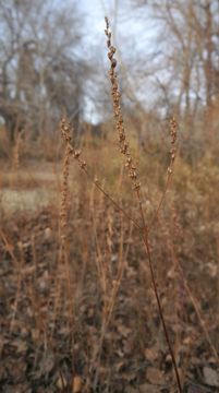 Plancia ëd Lythrum salicaria L.