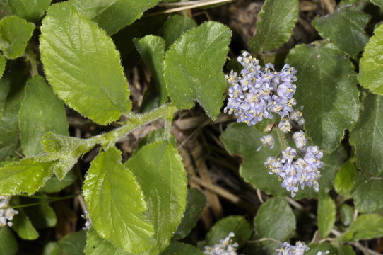 Imagem de Ceanothus diversifolius Kellogg