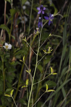 Image of pine forest larkspur