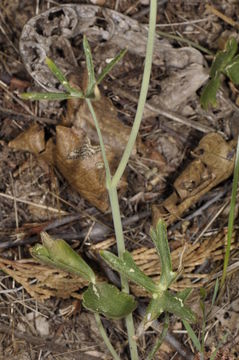 Image of pine forest larkspur