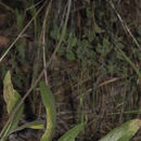 Plancia ëd Helianthella californica subsp. nevadensis (Greene) W. A. Weber