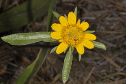 Image of Nevada helianthella