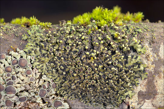 Image of <i>Phaeophyscia pusilloides</i>