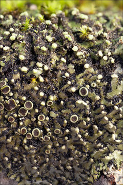 Image of <i>Phaeophyscia pusilloides</i>