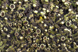 Image of <i>Phaeophyscia pusilloides</i>