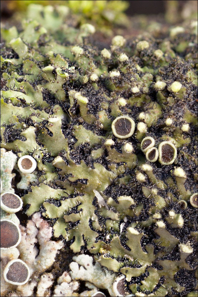 Image of <i>Phaeophyscia pusilloides</i>