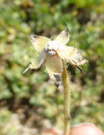 Image of red sand verbena