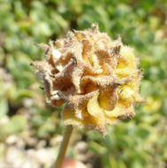 Image of red sand verbena