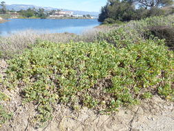 Image of red sand verbena