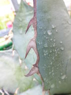 Image of Agave titanota Gentry