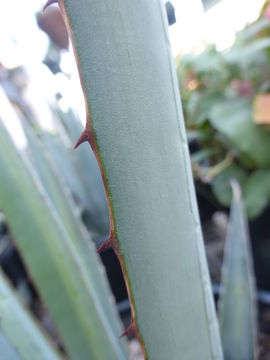 Слика од Agave garciae-mendozae Galván & L. Hern.