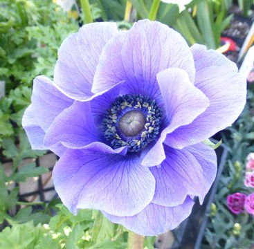 Imagem de Anemone coronaria L.