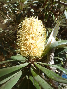 Image of coast banksia