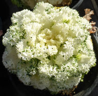 Image of <i>Brassica oleracea</i> var. <i>acephala</i>