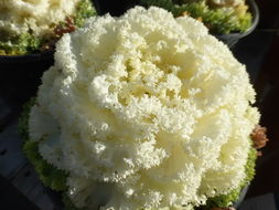 Image of <i>Brassica oleracea</i> var. <i>acephala</i>