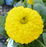 Image of pot marigold