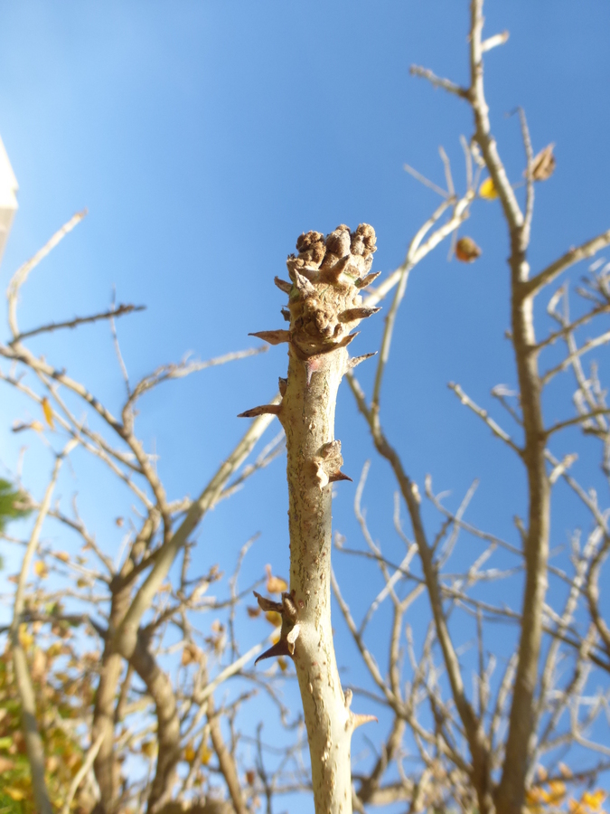 Image of Erythrina coralloides DC.