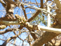 Image of Erythrina coralloides DC.