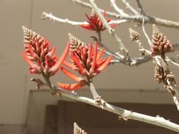 Image of Erythrina coralloides DC.