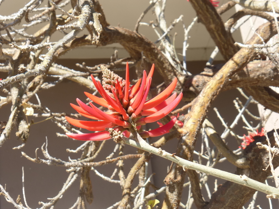 Image of Erythrina coralloides DC.