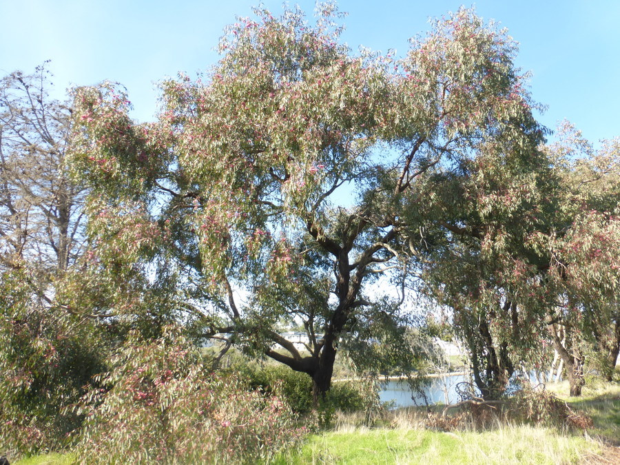 Eucalyptus sideroxylon A. Cunn. ex Woolls resmi