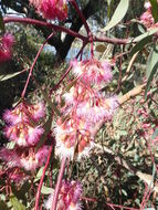 Eucalyptus sideroxylon A. Cunn. ex Woolls resmi