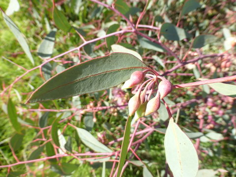 Image of red ironbark